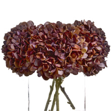 Load image into Gallery viewer, Coffee Head Hydrangea
