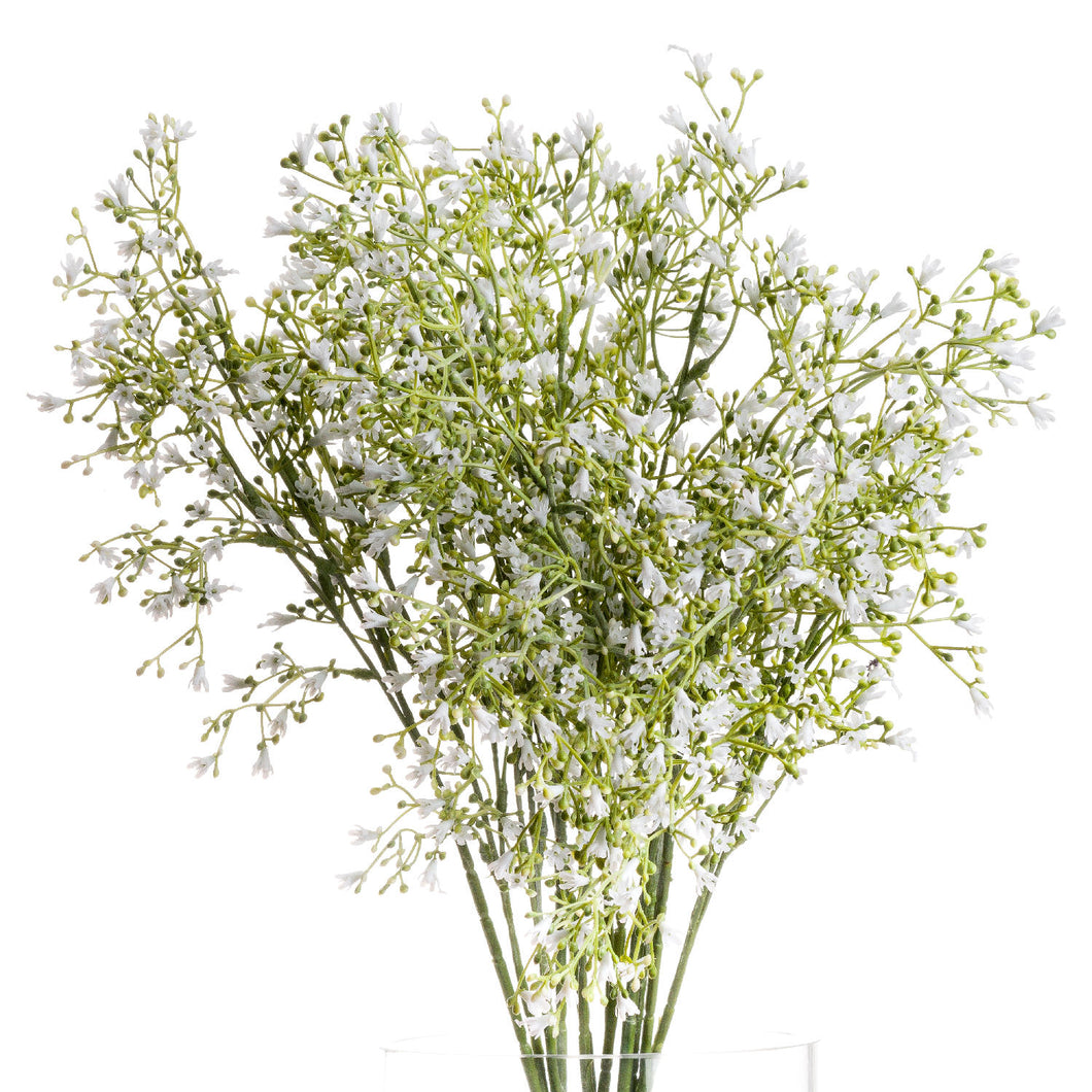 White Gypsophilia