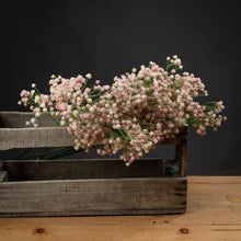 Load image into Gallery viewer, Pink Babys Breath Gypsophilia
