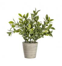 Load image into Gallery viewer, Potted Sage
