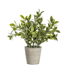 Potted Sage