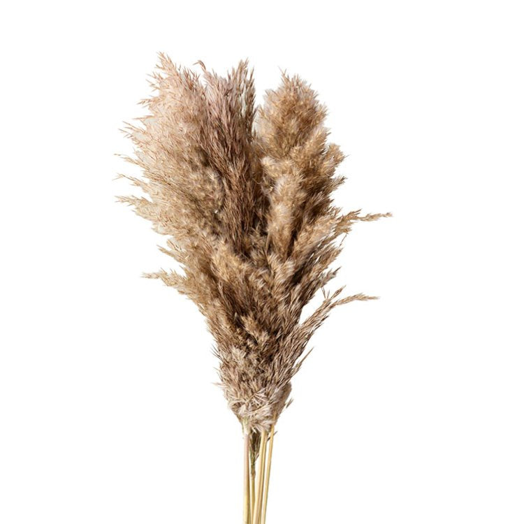 Pampas Grass