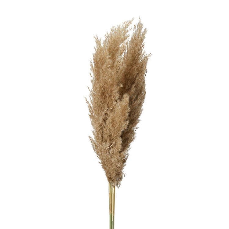 Pampas Grass