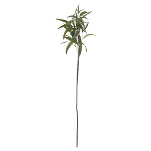 Eucalyptus | Nicholii Stem