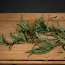 Load image into Gallery viewer, Eucalyptus | Nicholii Stem
