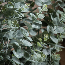 Load image into Gallery viewer, Eucalyptus Bush | Available in Three Sizes
