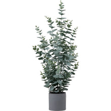 Load image into Gallery viewer, Eucalyptus Bush | Available in Three Sizes
