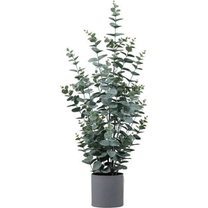 Eucalyptus Bush | Available in Three Sizes
