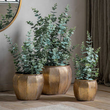 Load image into Gallery viewer, Eucalyptus Bush | Available in Three Sizes
