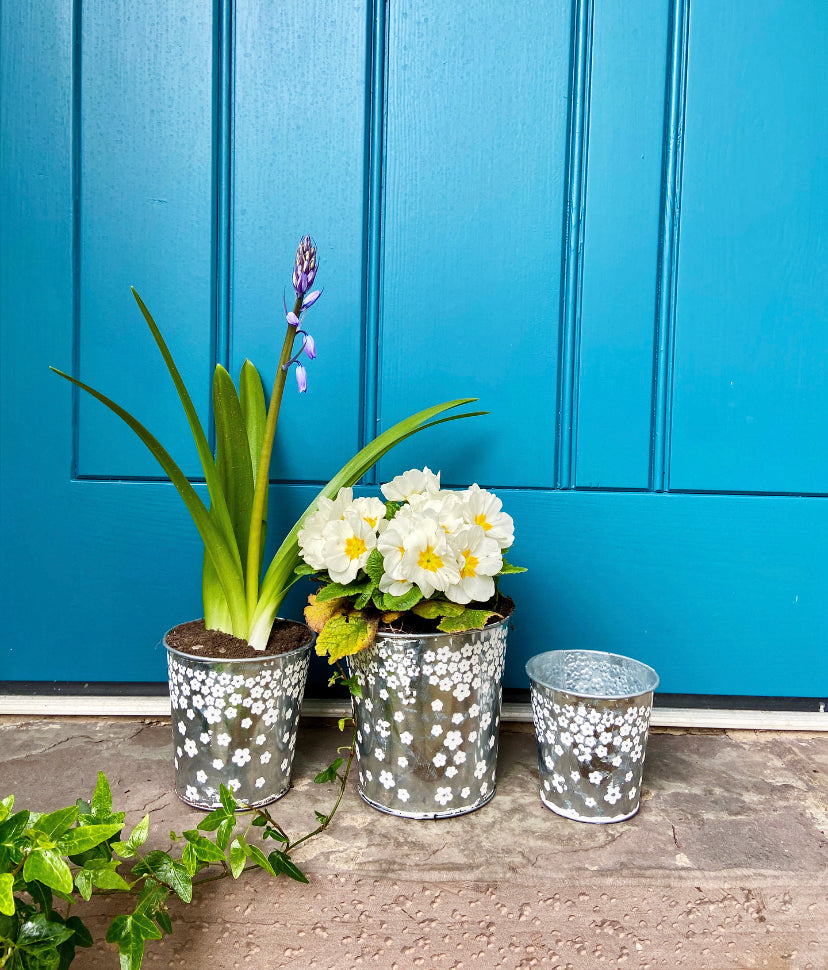 Set of 3 Daisy Planters