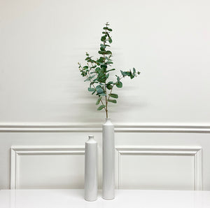 Eucalyptus
