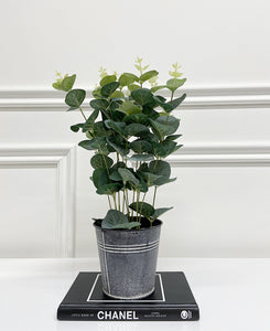 Eucalyptus Tin Pot