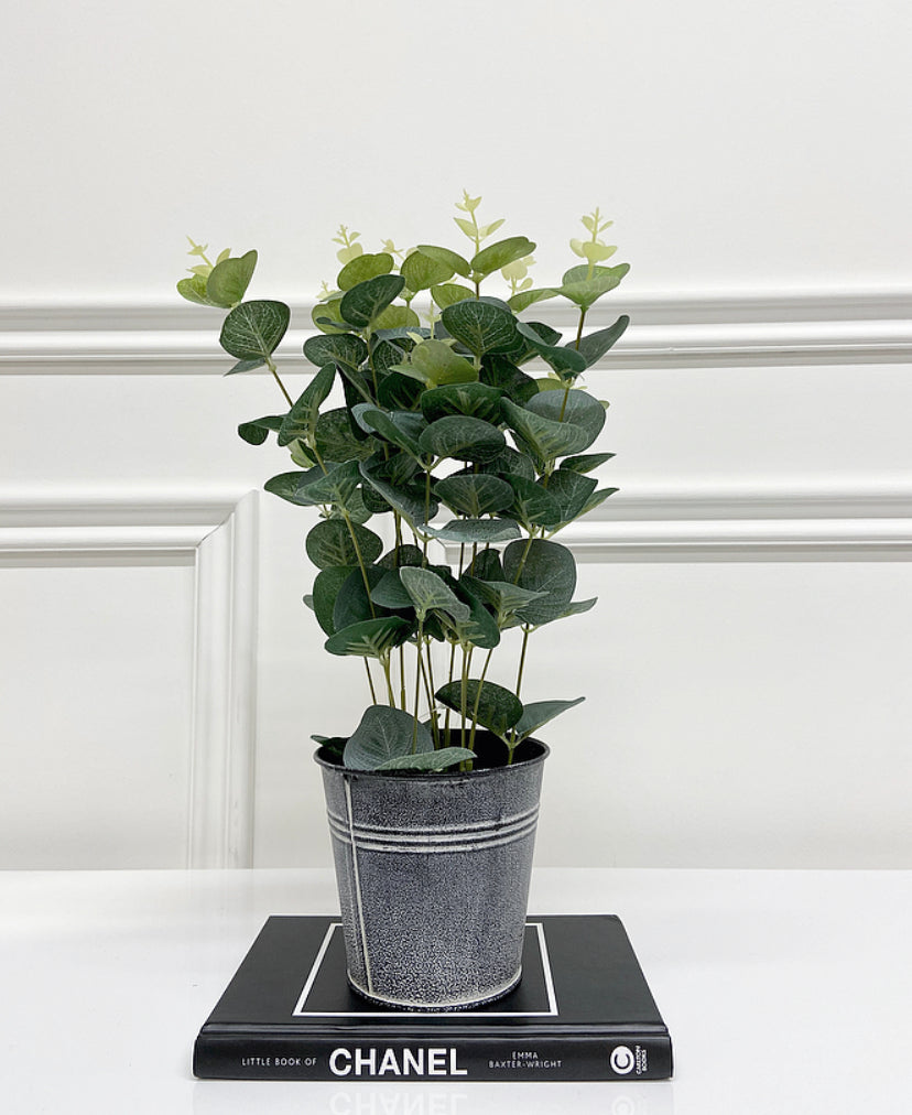 Eucalyptus Tin Pot