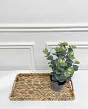 Load image into Gallery viewer, Eucalyptus Tin Pot
