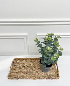 Eucalyptus Tin Pot