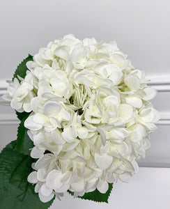 Oversized White Hydrangea