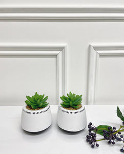Set of Succulents in White Dotted Pot