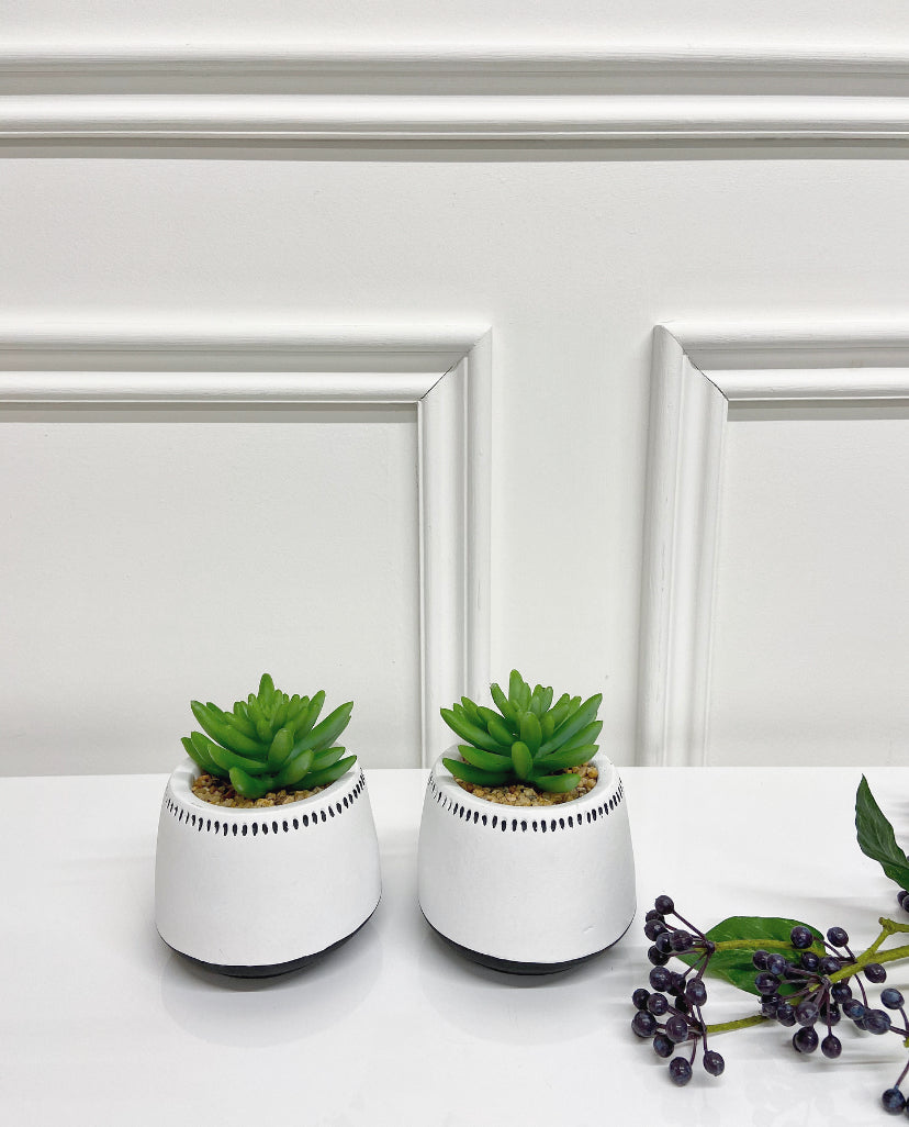 Set of Succulents in White Dotted Pot