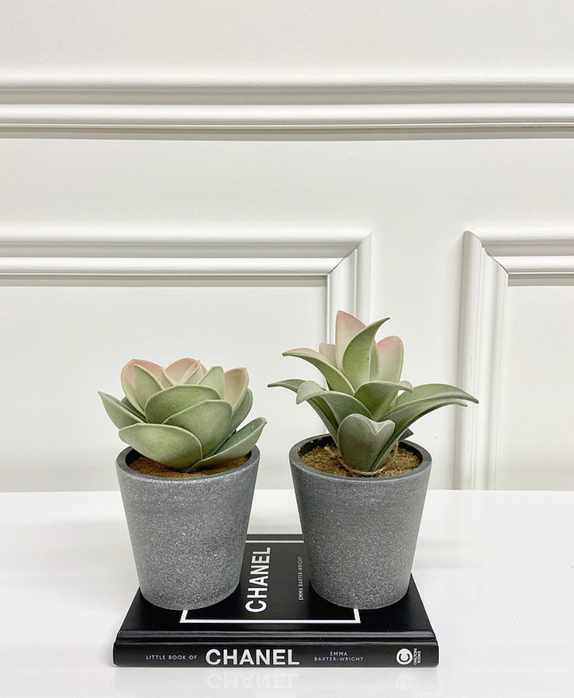 Set of Grey Potted Succulents
