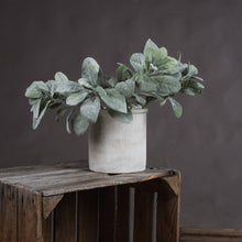 Load image into Gallery viewer, Lambs Ear Spray | 3 Stems
