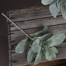 Load image into Gallery viewer, Lambs Ear Spray | 3 Stems
