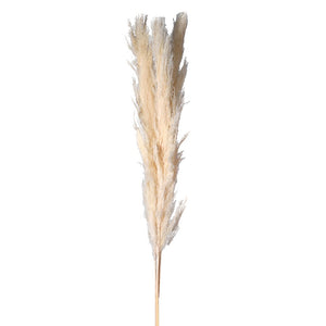 Tall White Pampas Stems | Pack of 3