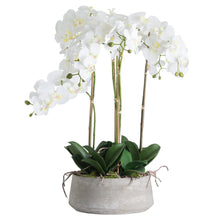 Load image into Gallery viewer, Large White Orchid in Stone Pot
