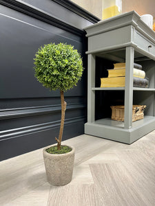Boxwood | in Clay Pot