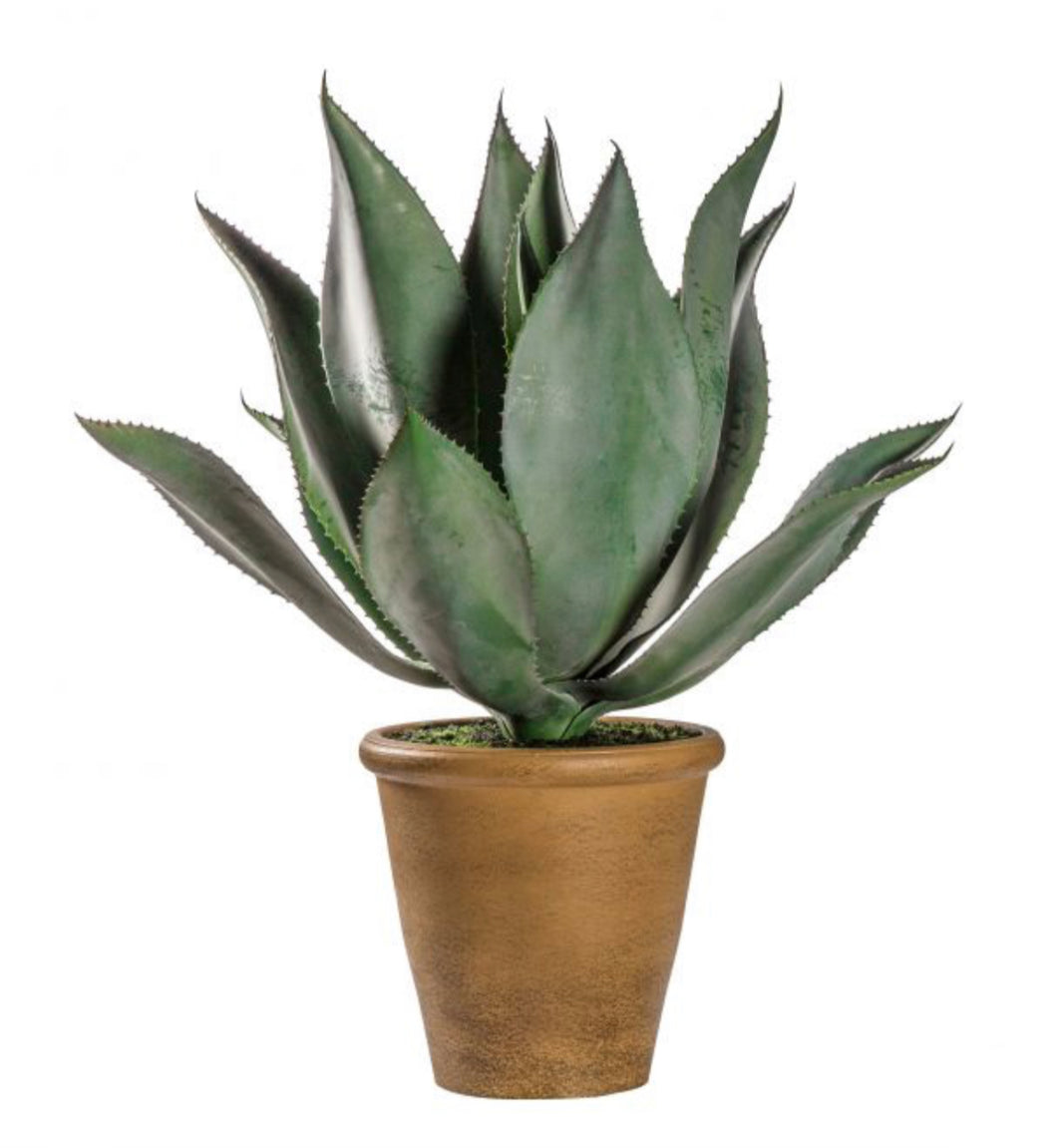 Aloe Plant | Wide Leaf