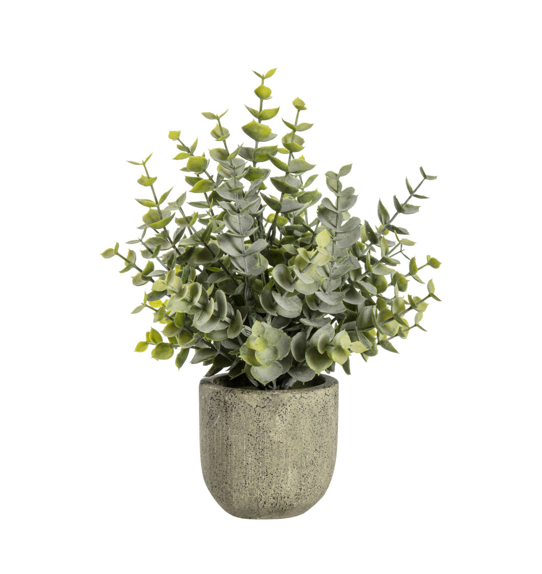 Eucalyptus | Rustic Pot