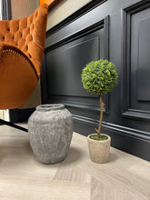 Load image into Gallery viewer, Boxwood | in Clay Pot
