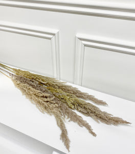Dried Pampas Eryanthus Grass | 3 Stems