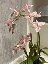 Load image into Gallery viewer, Pink Orchid in Pot
