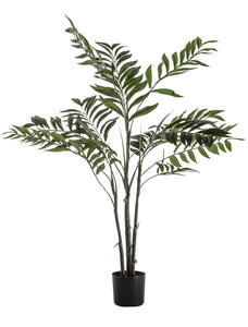 Areca Palm Tree