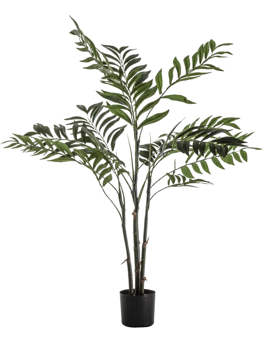 Areca Palm Tree