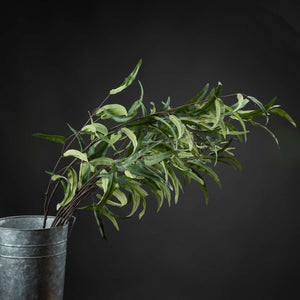 Eucalyptus | Nicholii Stem