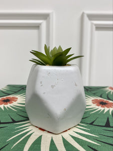 Potted Succulent