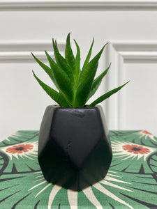 Potted Succulent