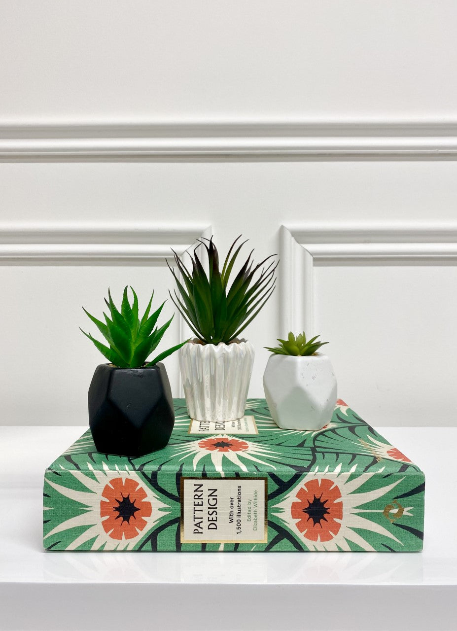 Potted Succulent