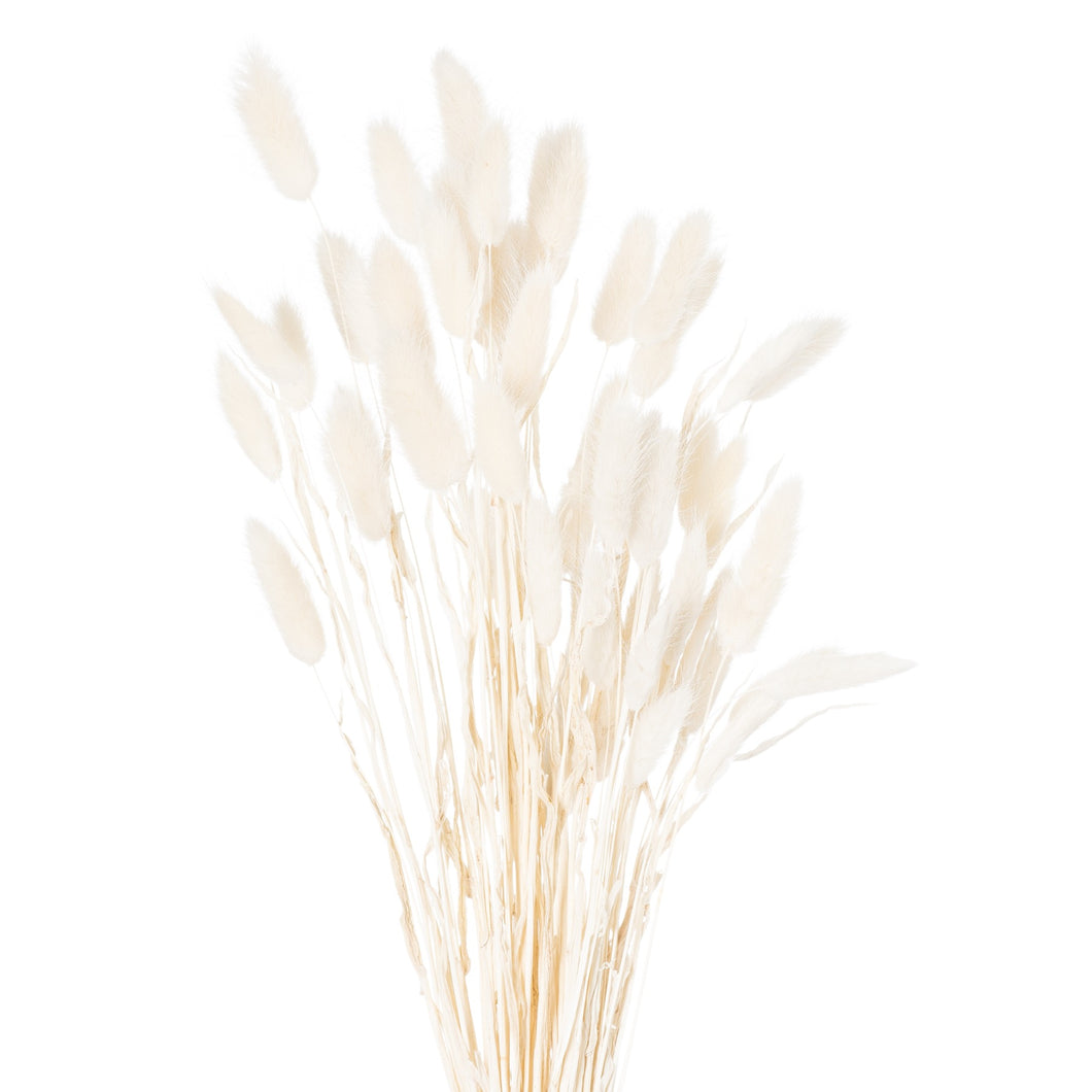 Dried Bunny Tails | White